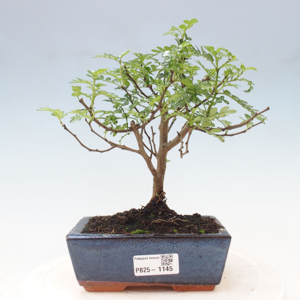Izbová bonsai - Zantoxylum piperitum - piepor