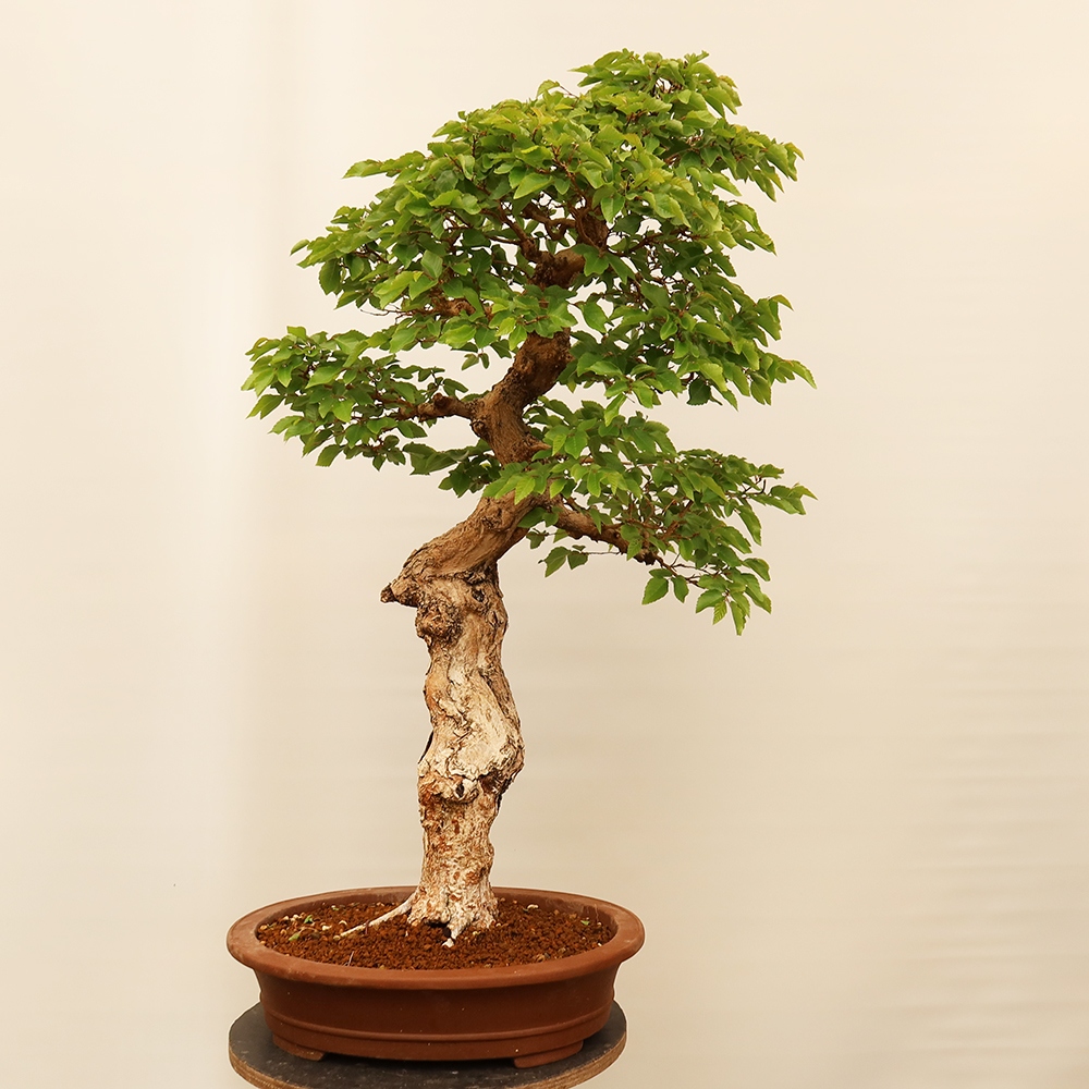 Vonkajší bonsai -Carpinus Coreana - Hrab kórejský