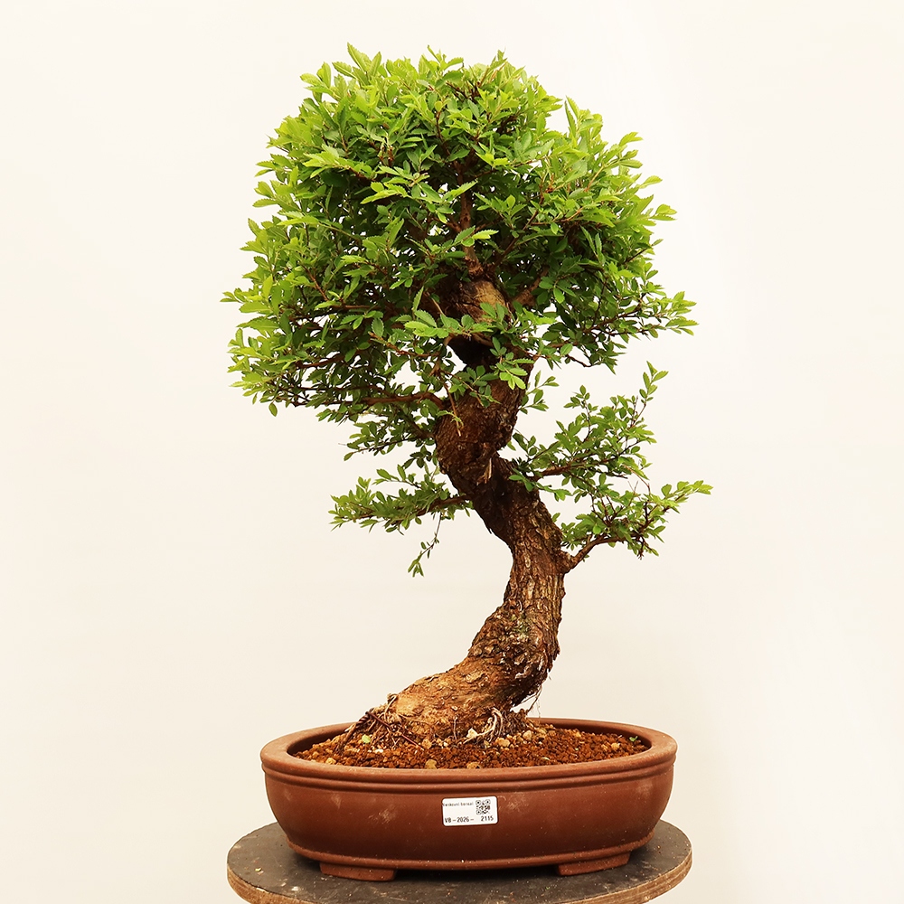 Vonkajšie bonsai - Zelkova - Zelkova NIRE
