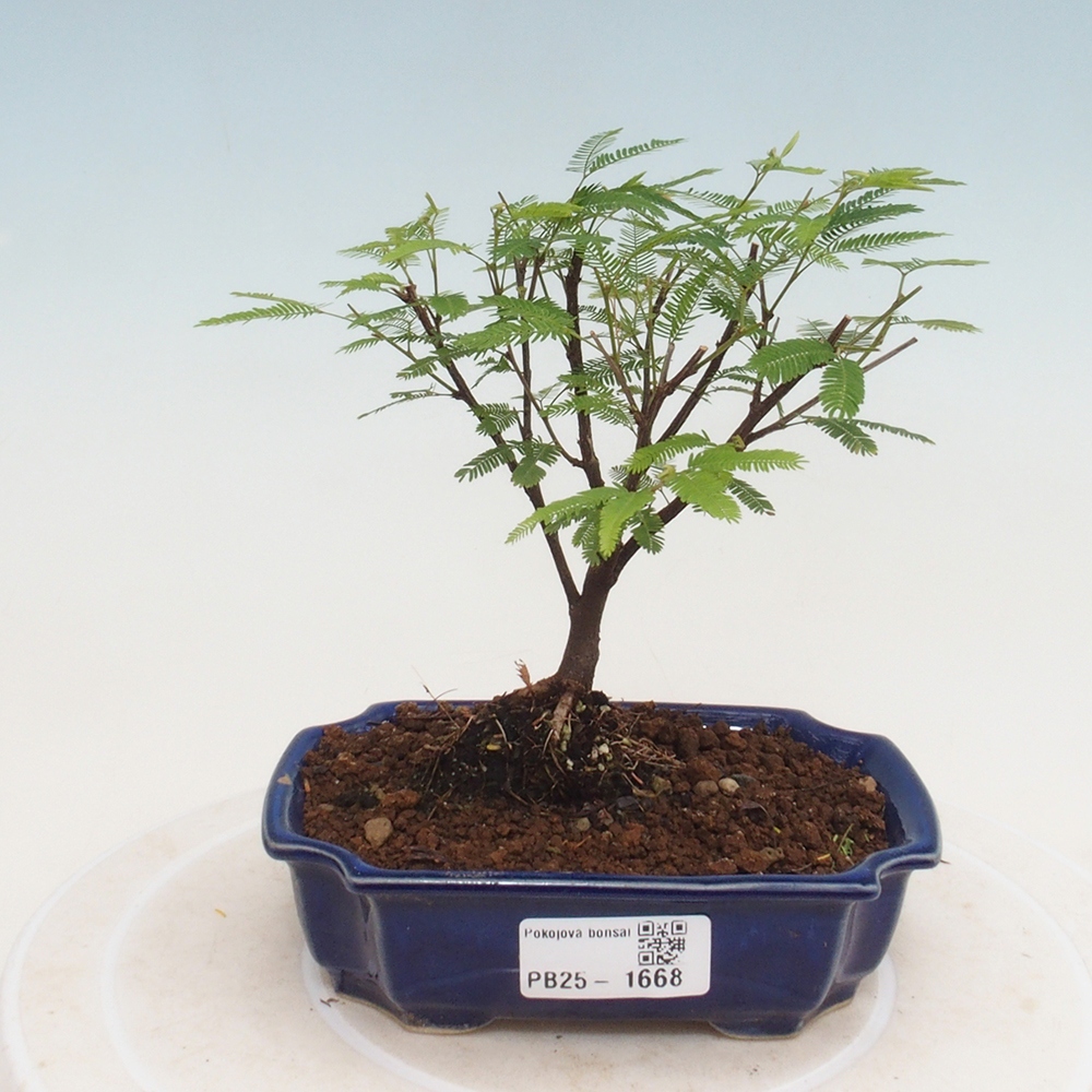 Izbová bonsai-Calliandra surinamensis Dixie Pink-Kaliandra Suriámska