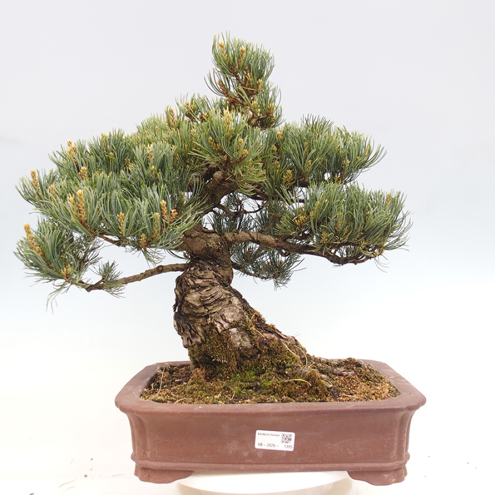 Vonkajšie bonsaje - Pinus parviflora - Pinus parviflora