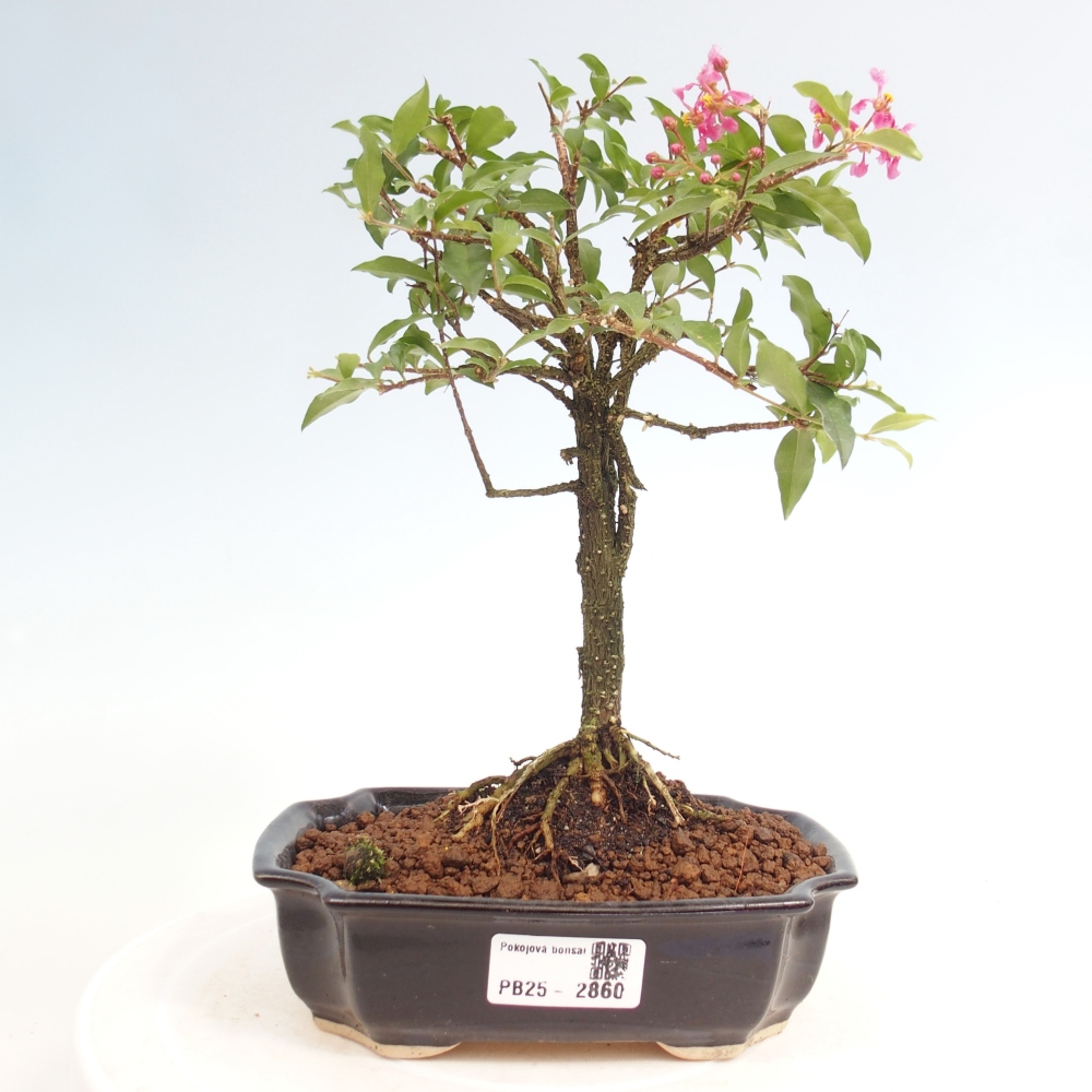 Izbová bonsai - Malpighia coccigera- Barbdorská čerešňa