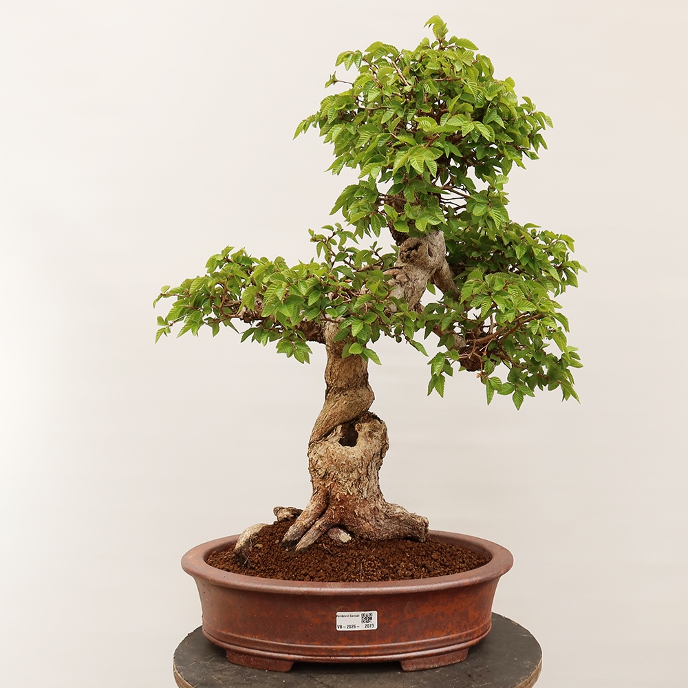 Vonkajší bonsai -Carpinus Coreana - Hrab kórejský