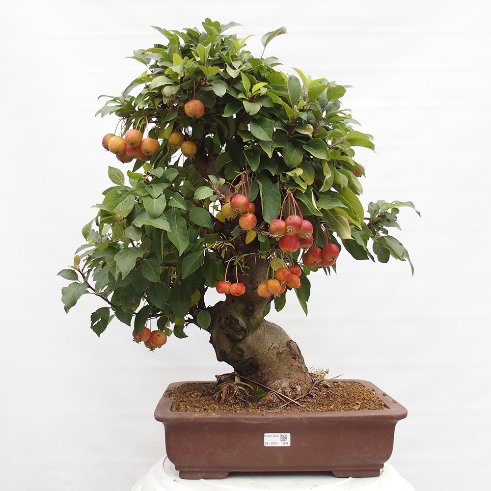 Vonkajší bonsai -Malus halliana - Maloplodá jabloň