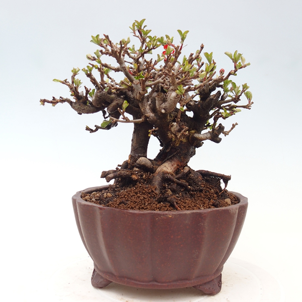 Vonkajšie bonsaje - Chaneomeles speciosa - Kdoule