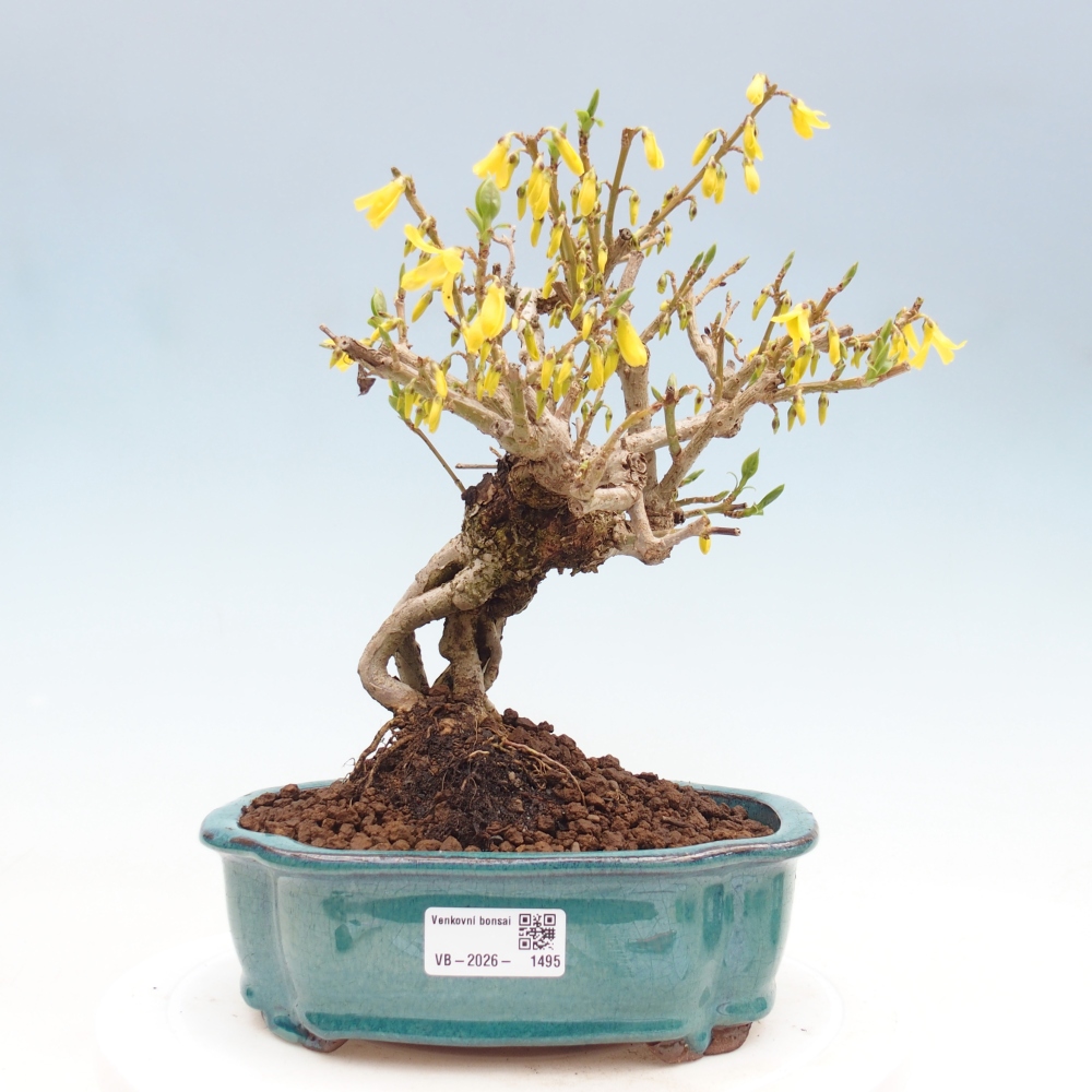 Vonkajšie bonsaje - Zlatice - Forsythia koreana