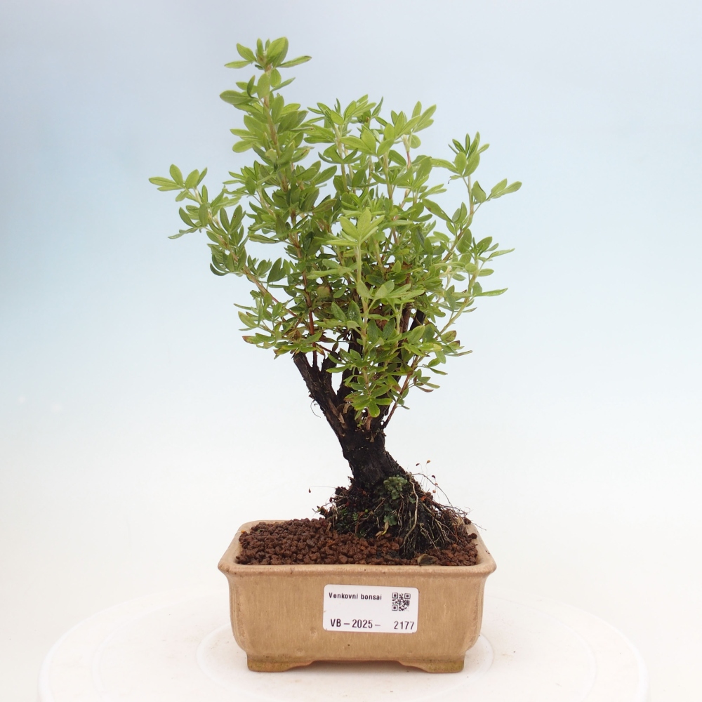 Vonkajšia bonsai-Nátržník krovitá - potentila fruticosa yellow Bird