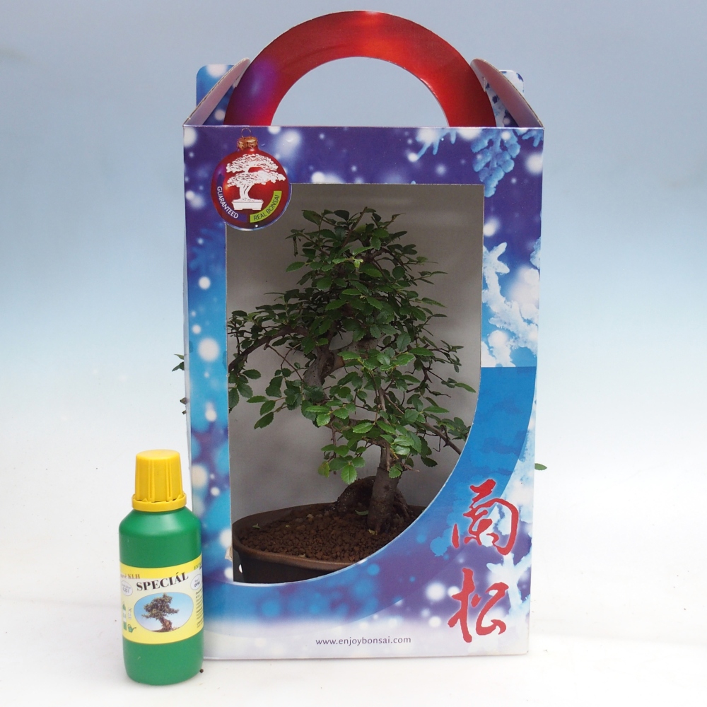 Ulmus parvifolia - brest čínsky