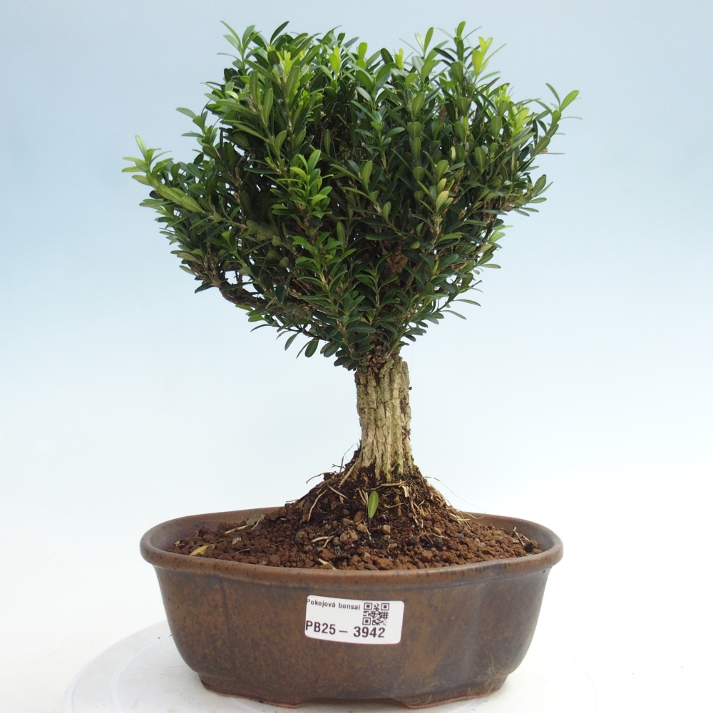 Izbové bonsaje - Buxus harlandii - korkový buxus
