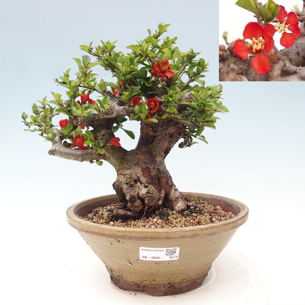 Vonkajšie bonsaje - Chaneomeles speciosa - Kdoule
