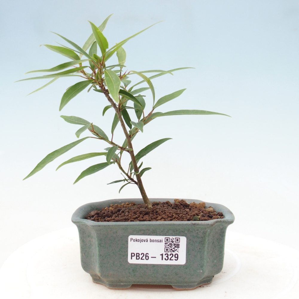 Izbové bonsaje - Ficus nerifolia - fíkus drobnolistý