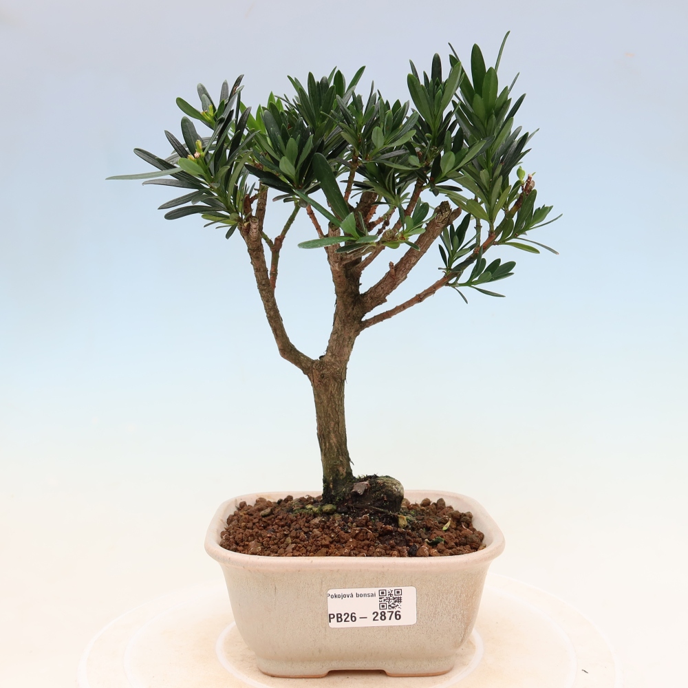 Izbové bonsaje - Podocarpus - Kamenný tis