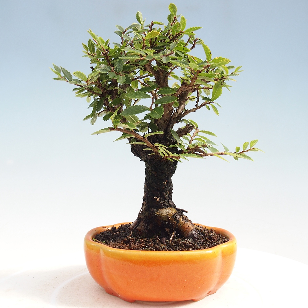 Vonkajšie bonsai - Zelkova - Zelkova Nirom