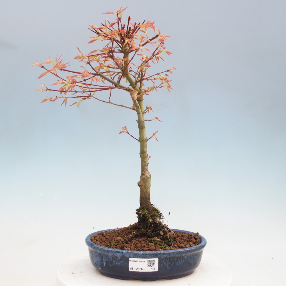 Javor poľný - Acer palmatum Beni Tsukasa