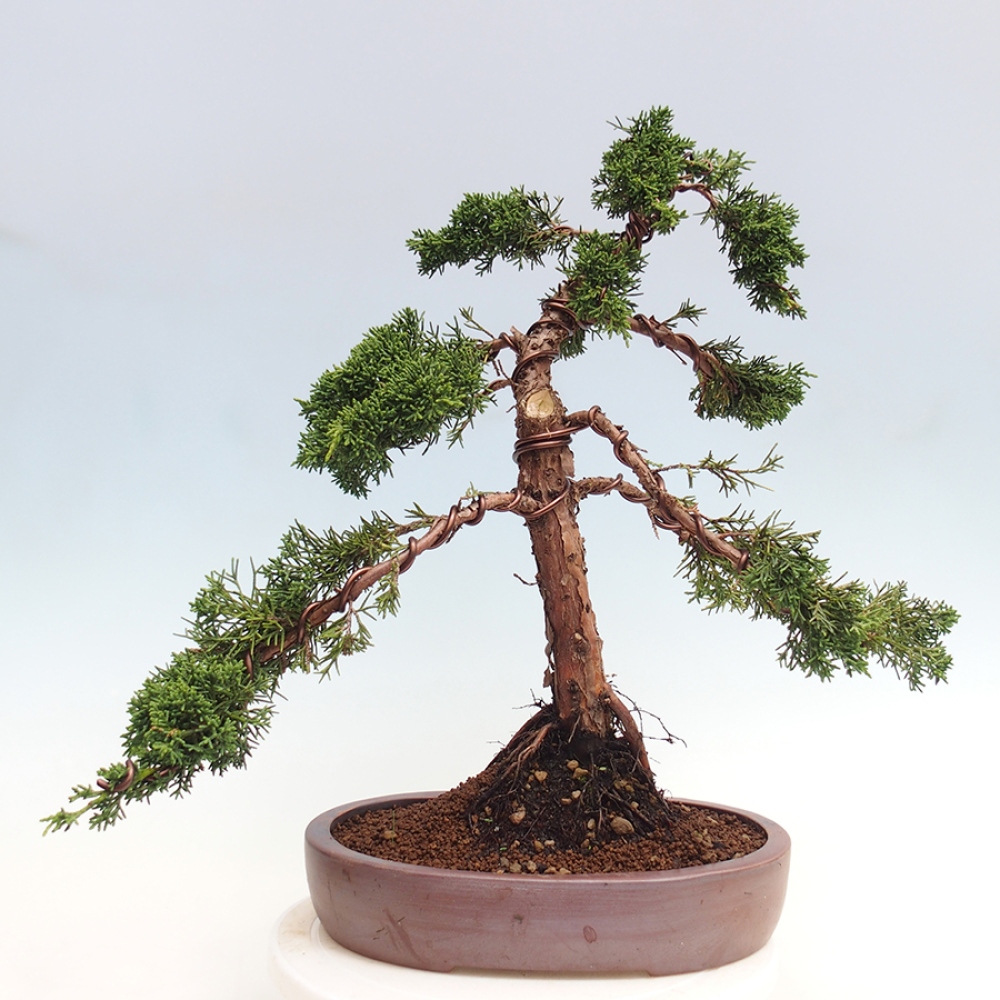 Vonkajšie bonsai - Juniperus chinensis Kishu -Jalovec čínsky
