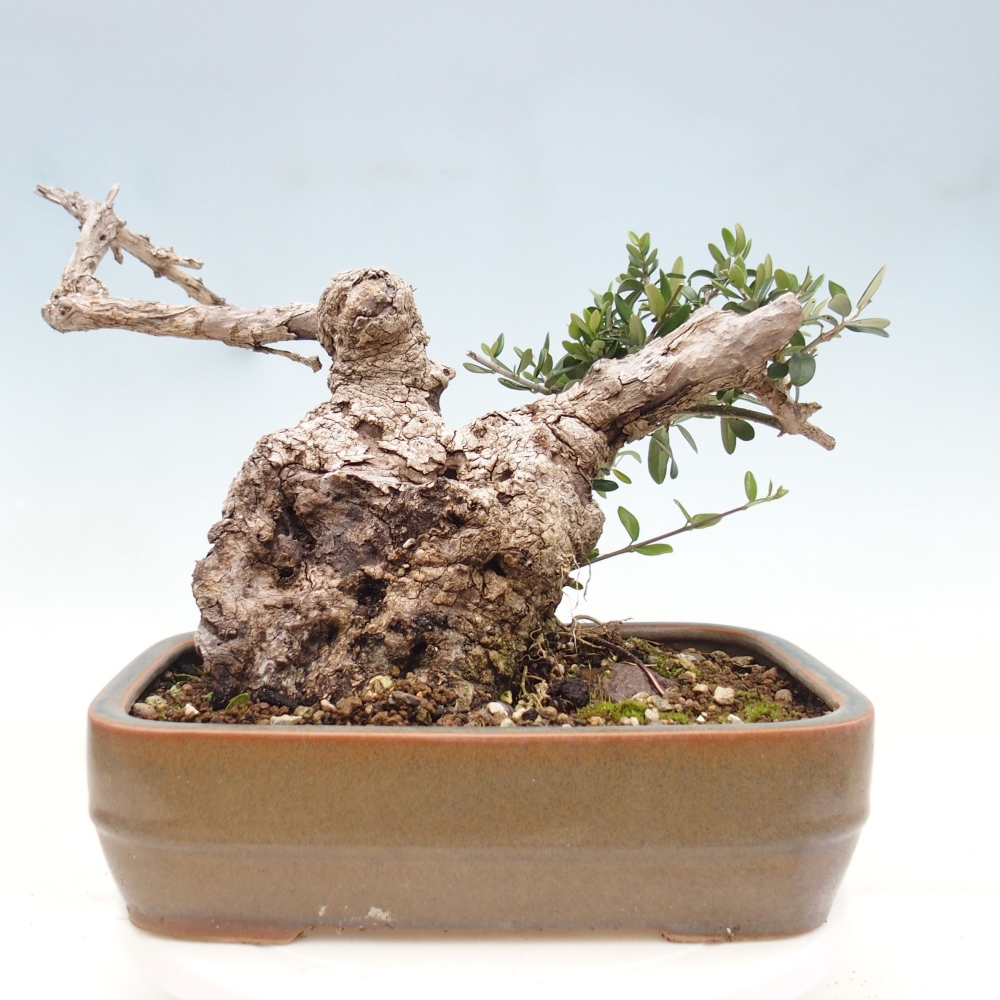 Izbová bonsai - Olea europaea sylvestris -Oliva evropská drobnolistá