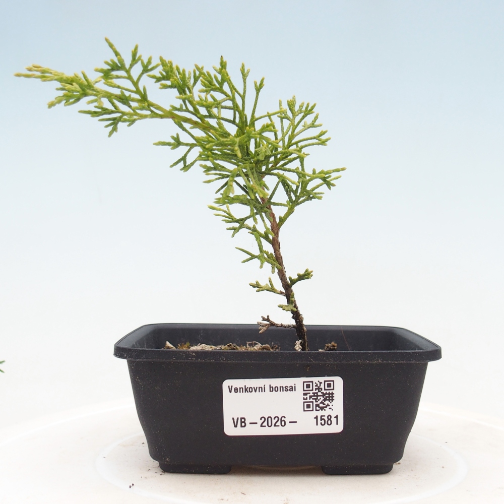 Vonkajší bonsaj - Juniperus chinensis Itoigawa