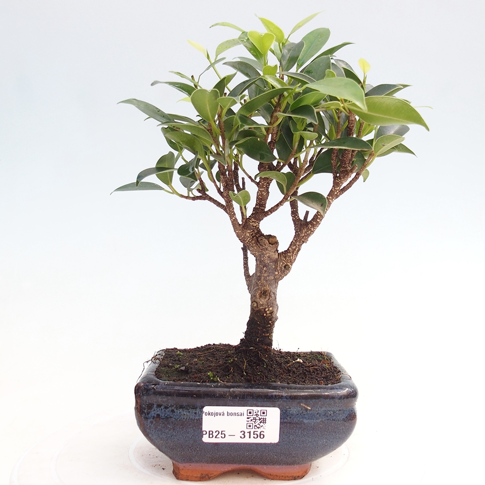 Izbové bonsaje Ficus retusa kimmen