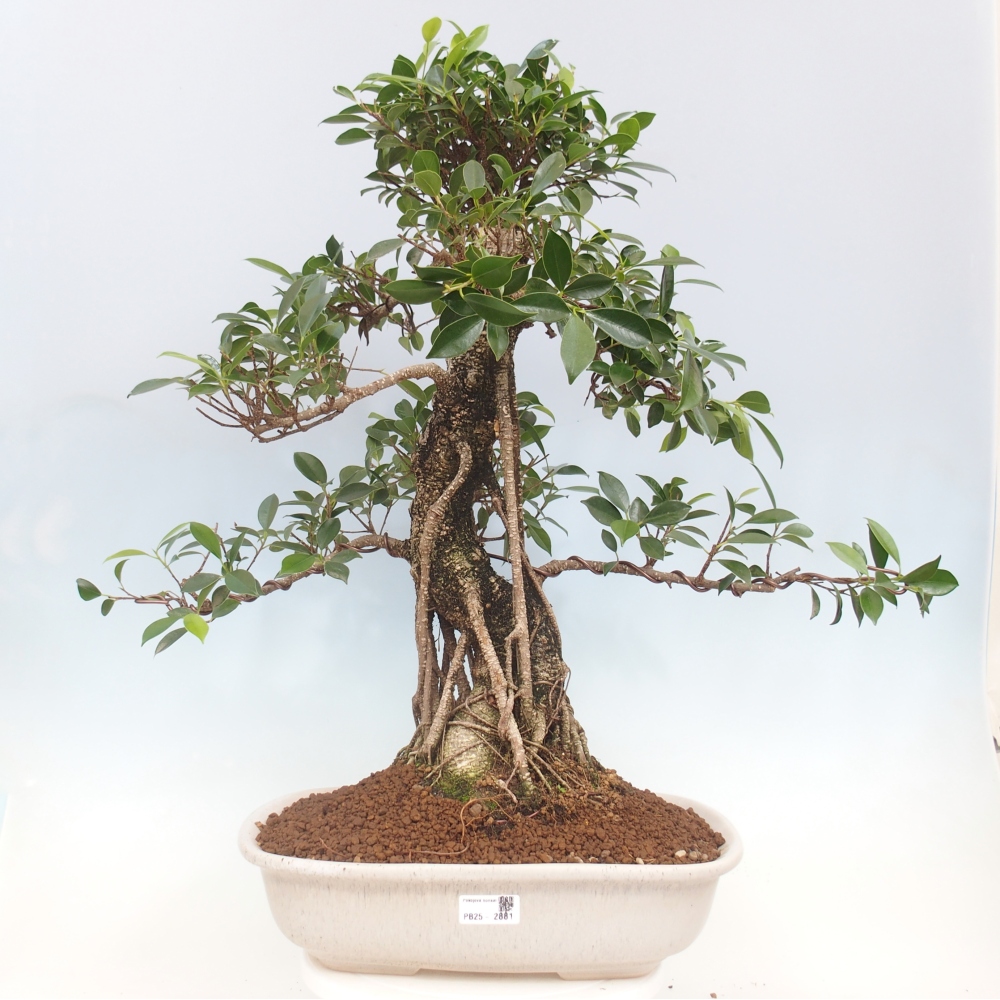 Izbové bonsaje - Ficus kimmen - drobnolistý fikus - len osobný odber alebo preprava na paletách