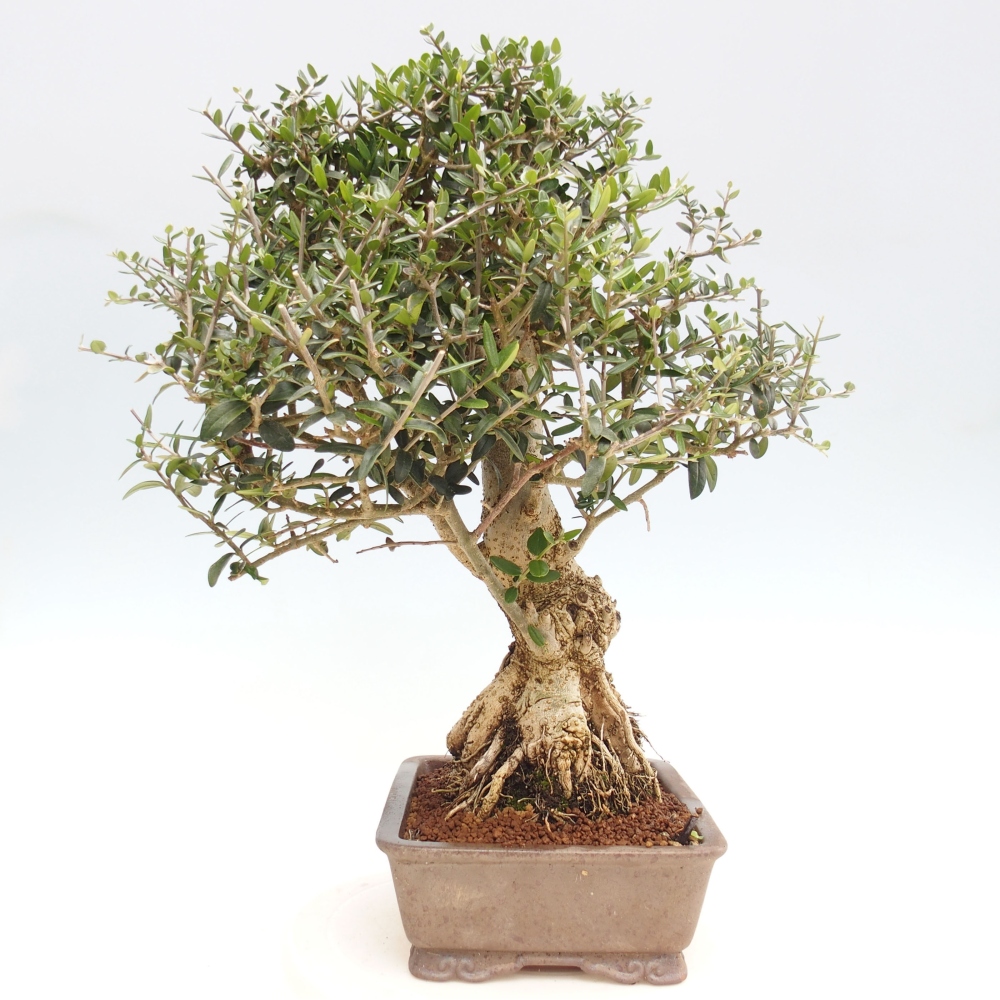 Izbová bonsai - Olea europaea sylvestris -Oliva evropská drobnolistá