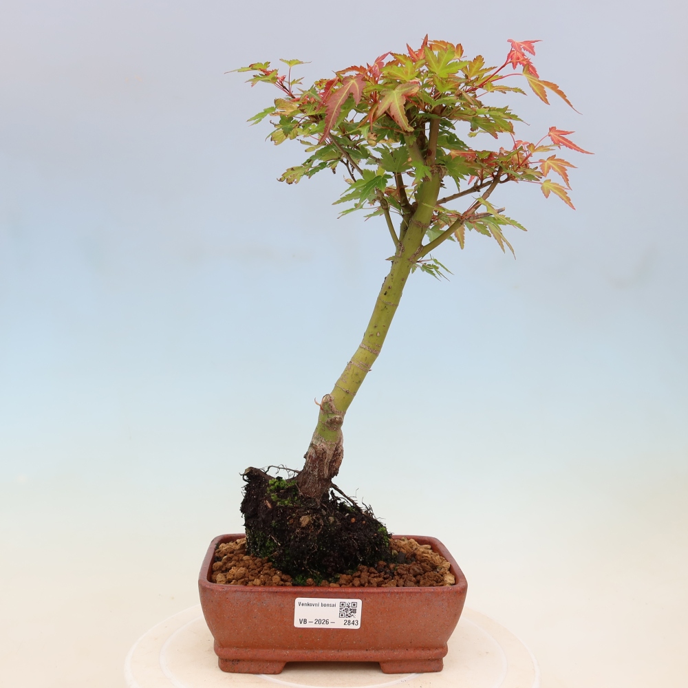 Javor poľný - Acer palmatum Beni Tsukasa