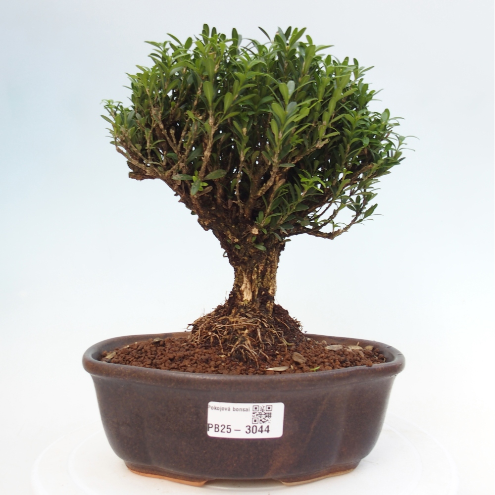 Izbová bonsai - Buxus harlandii - korkový buxus