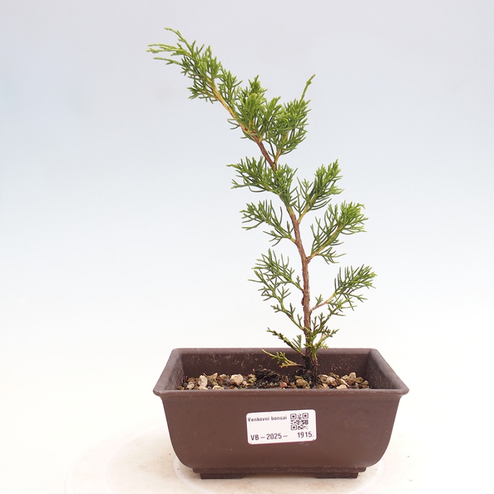 Vonkajší bonsai - Juniperus chinensis Itoigawa -Jalovec čínsky