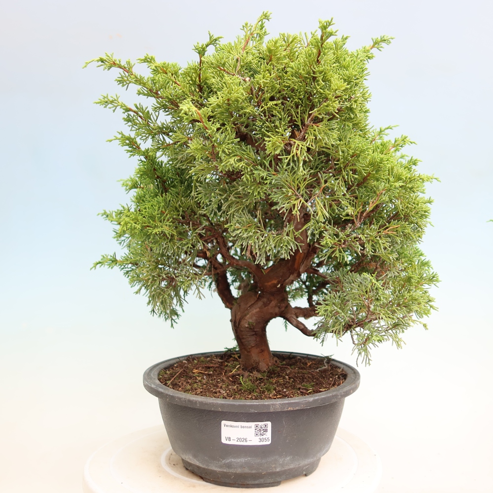 Vonkajší bonsai – Juniperus chinensis Itoigawa – čínsky jalovec