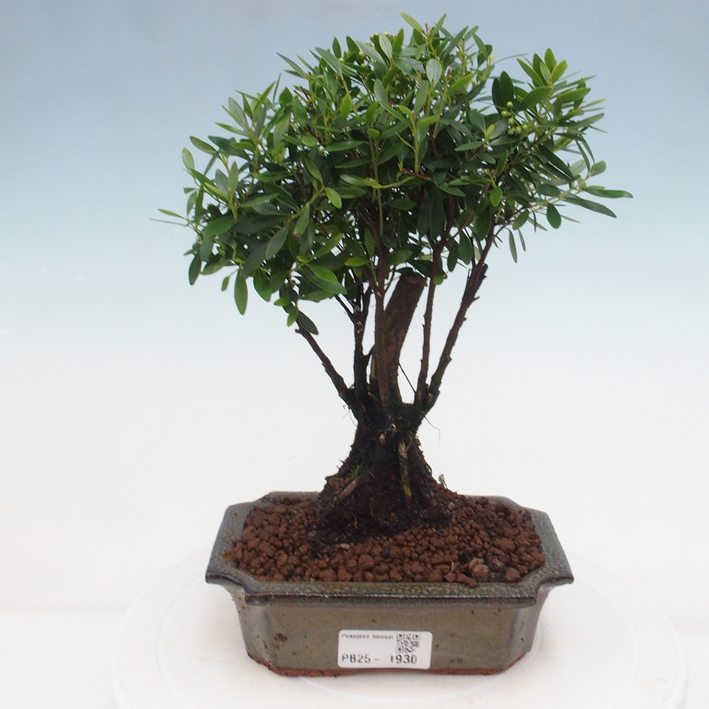 Izbová bonsai - Syzygium - pimentovníka