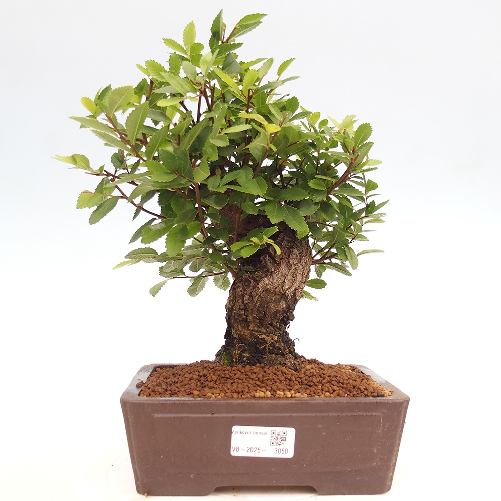 Vonkajšie bonsai - Zelkova - Zelkova serrata