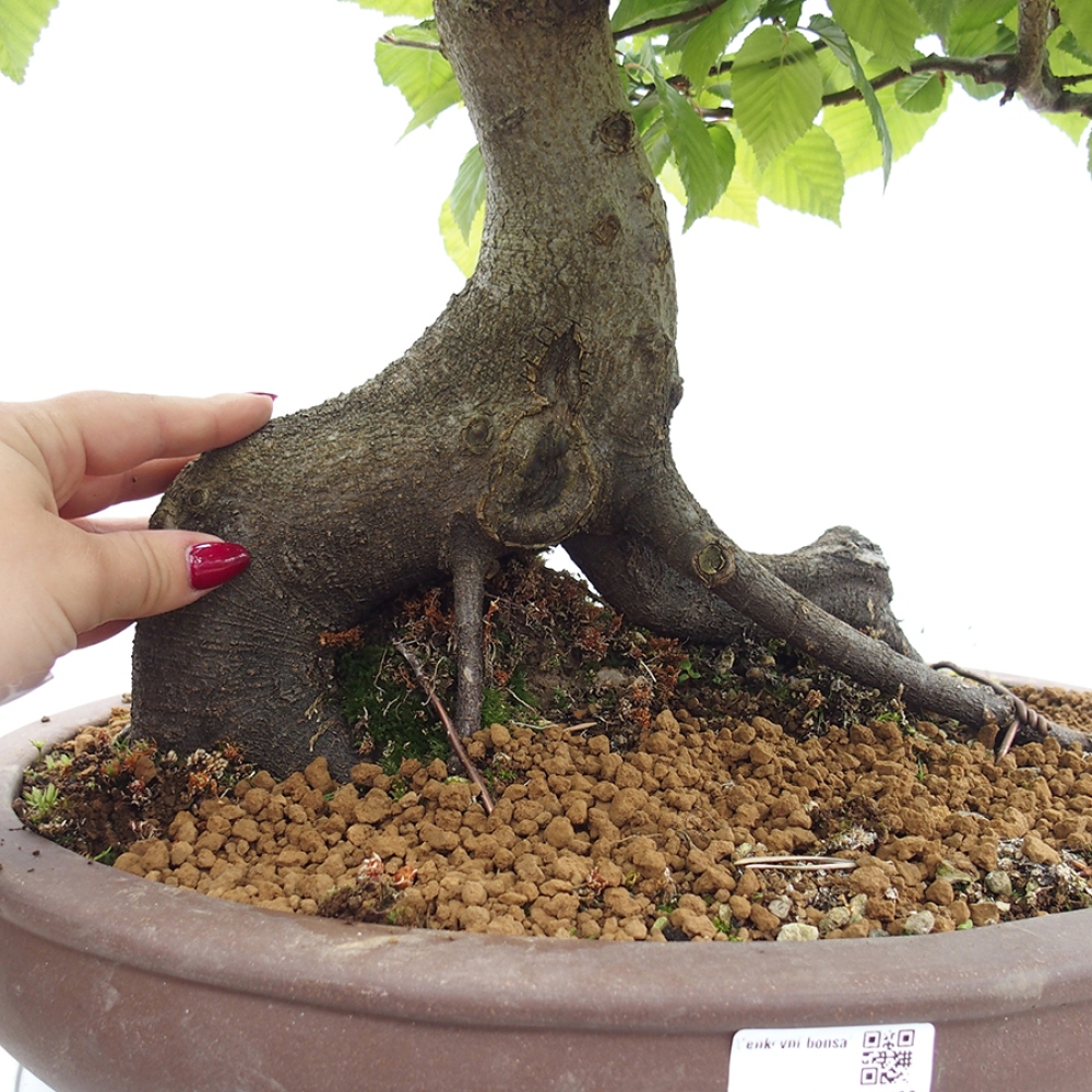 Vonkajší bonsai - Hrab obyčajný - Carpinus betulus