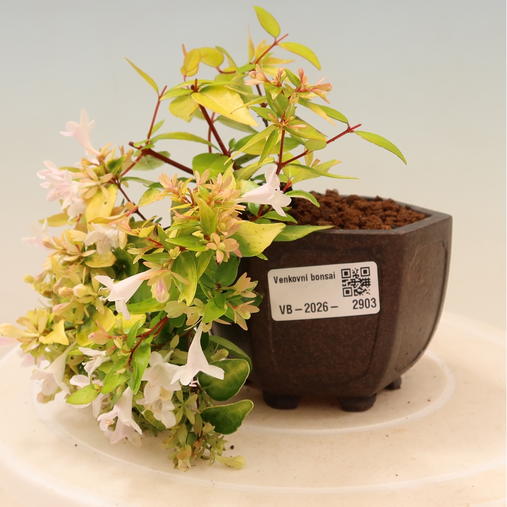 Vonkajší bonsai – Abelia gr. Kleidoscope – Abélie veľkokvetá