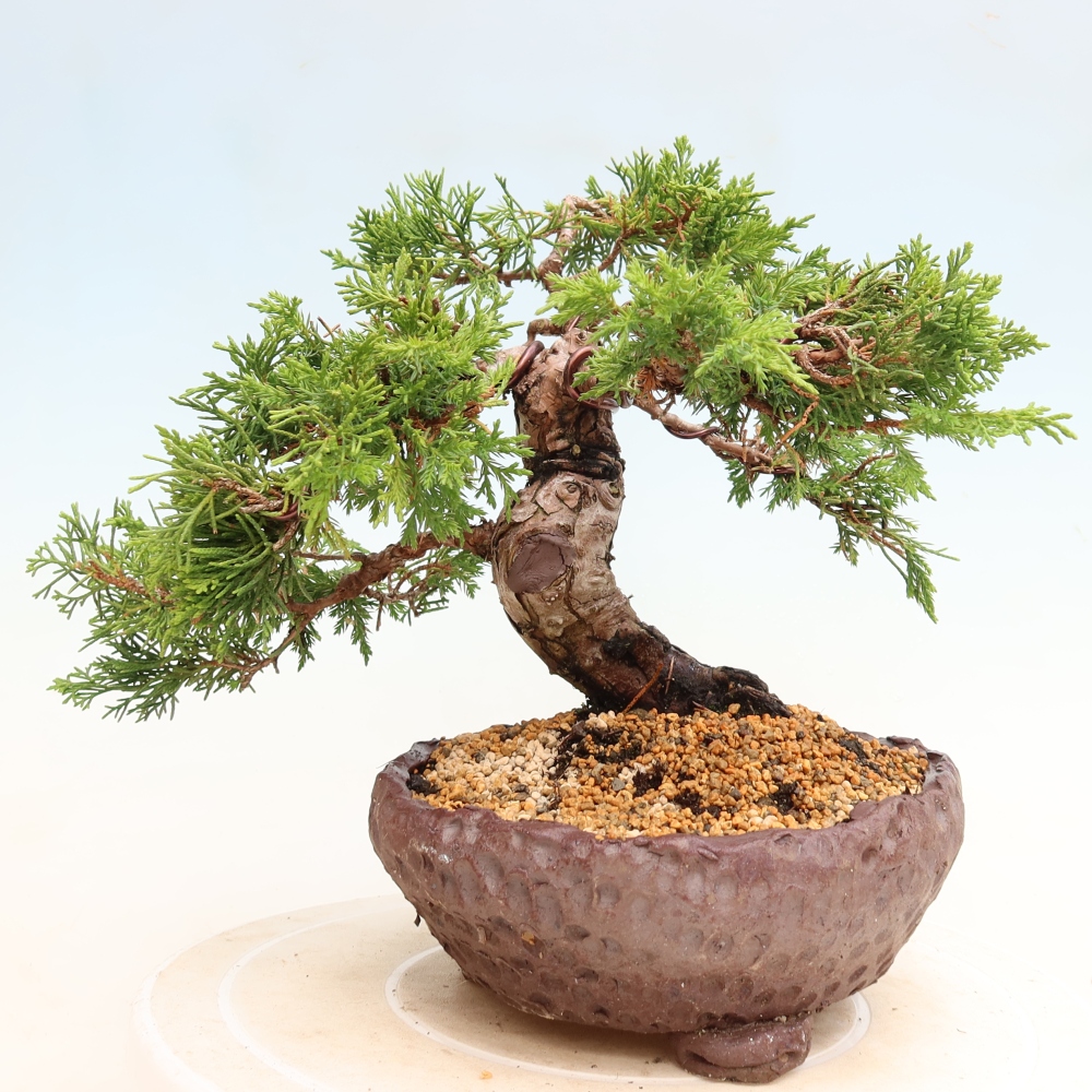 Vonkajší bonsai – Juniperus chinensis Itoigawa – čínsky jalovec
