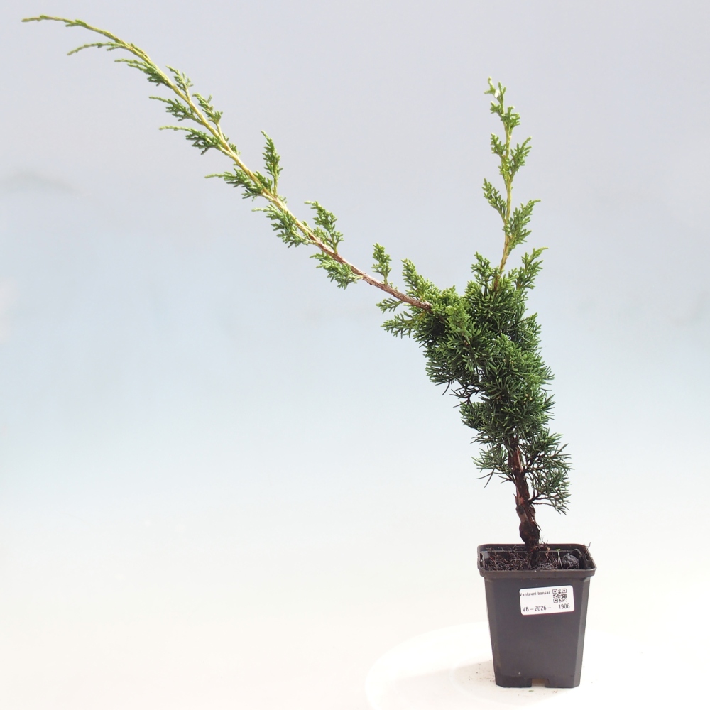 Vonkajší bonsaj - Juniperus chinensis Kishu