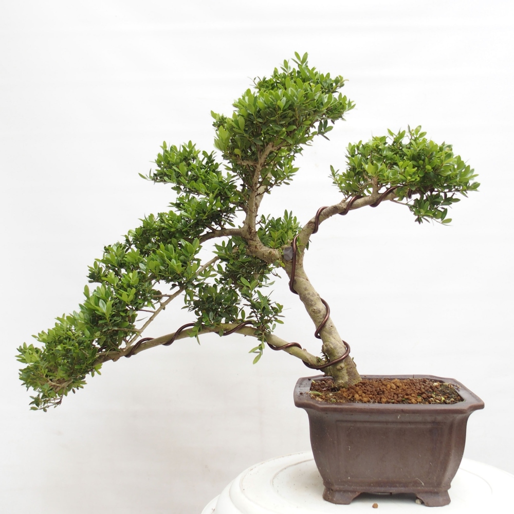 Izbová bonsai - Ilex crenata - Cezmína