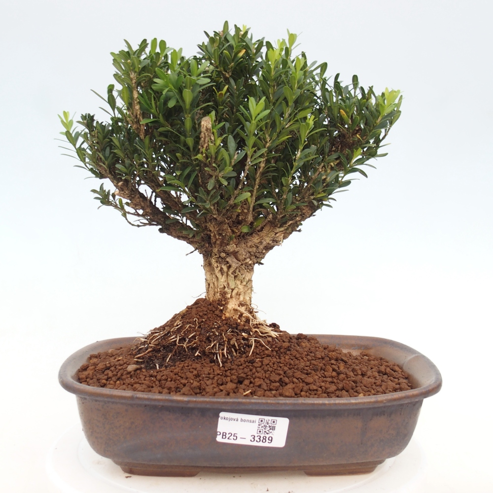 Izbové bonsaje - Buxus harlandii - korkový buxus
