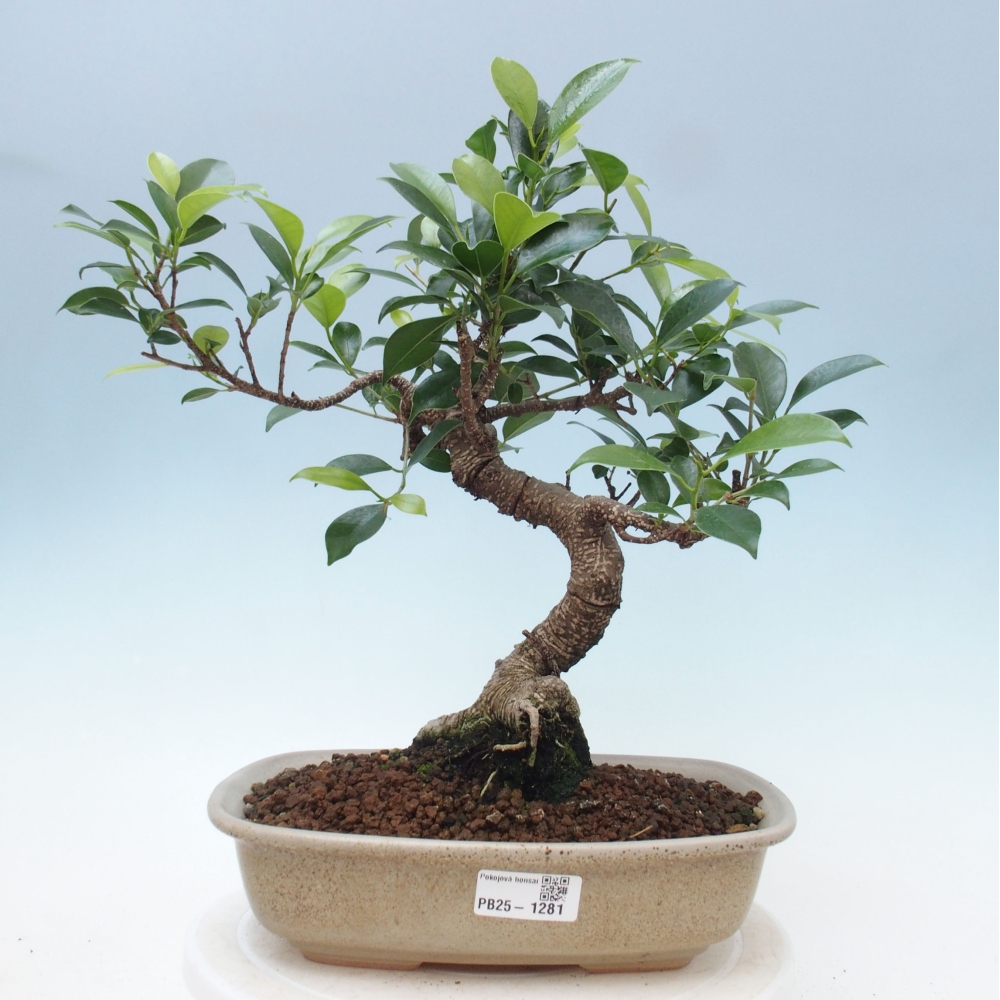 Izbová bonsai - Ficus kimmen - malolistá fikus