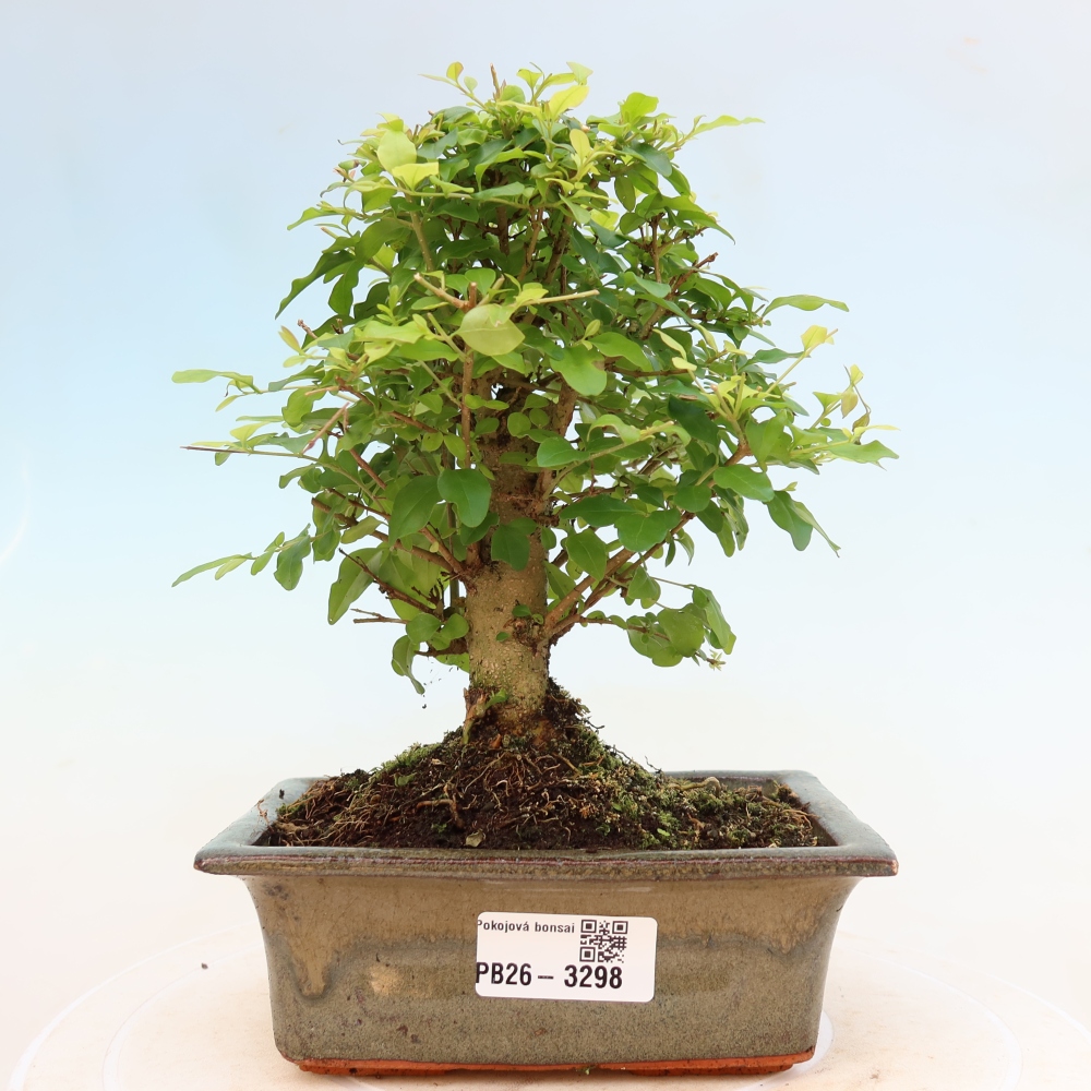 Izbový bonsaj -Ligustrum chinensis - Vtáčí zobák