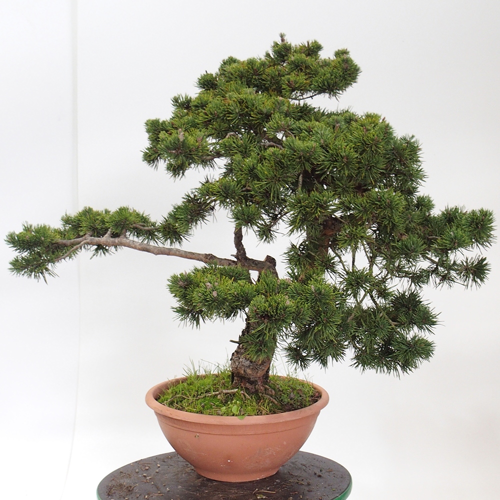 Yamadori - Pinus sylvestris Španielsko