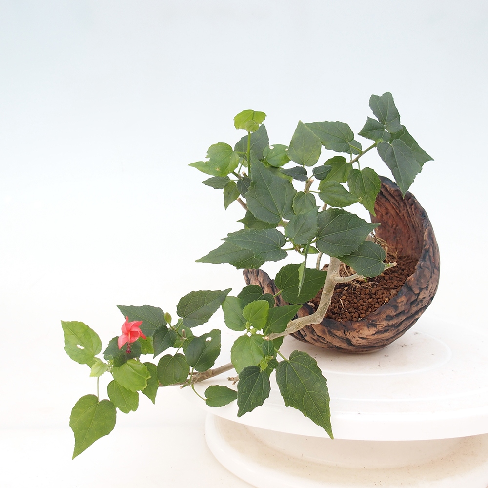 Izbový bonsaj - Malvaviscus arboreus