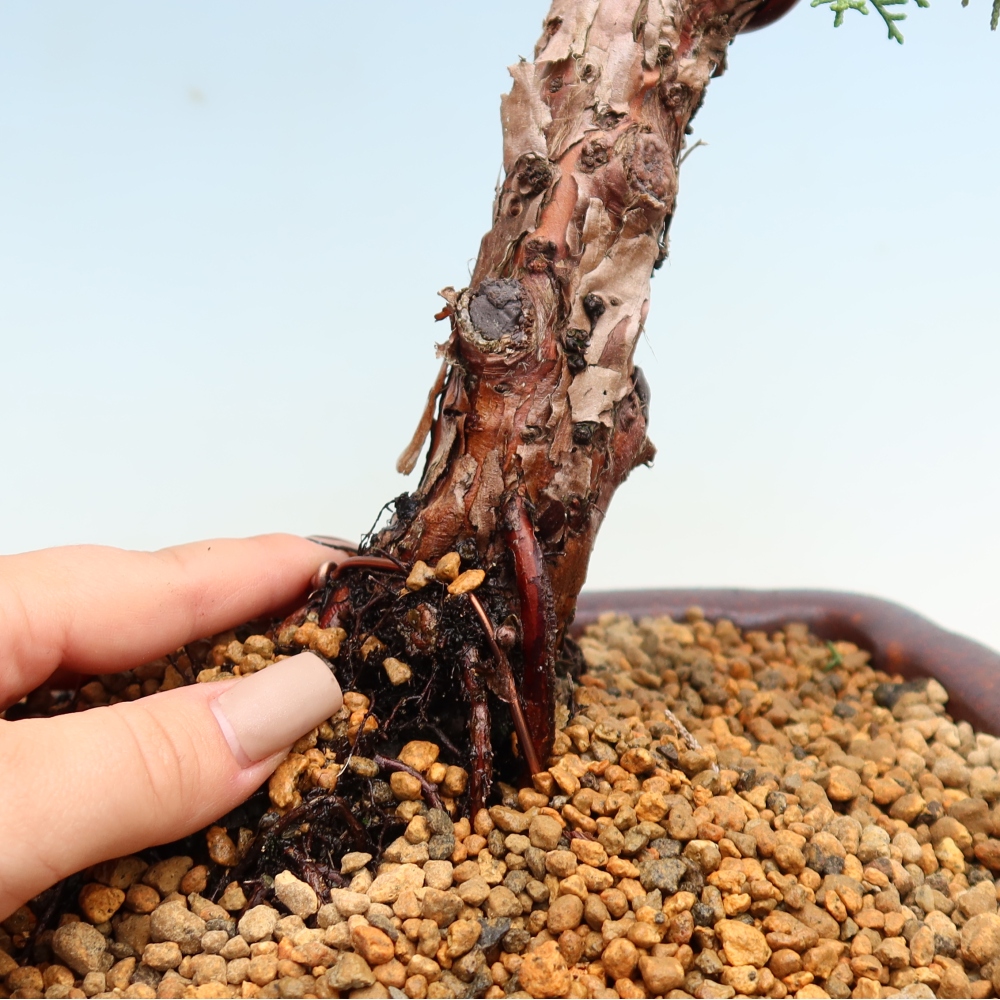Vonkajší bonsaj - Juniperus chinensis Kishu