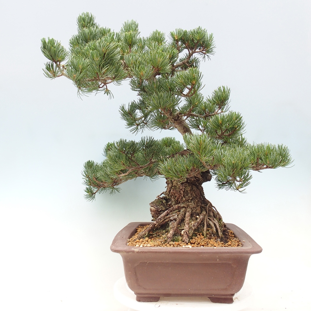 Vonkajšie bonsaje - Pinus parviflora - Pinus parviflora