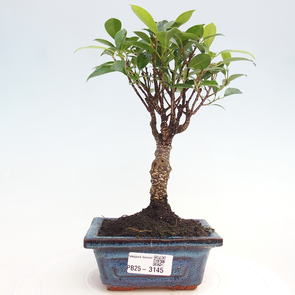 Izbové bonsaje Ficus retusa kimmen