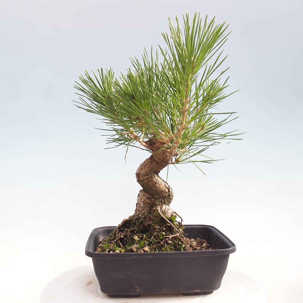 Vonkajšie bonsaje - Pinus thunbergii - borovica Thunbergova