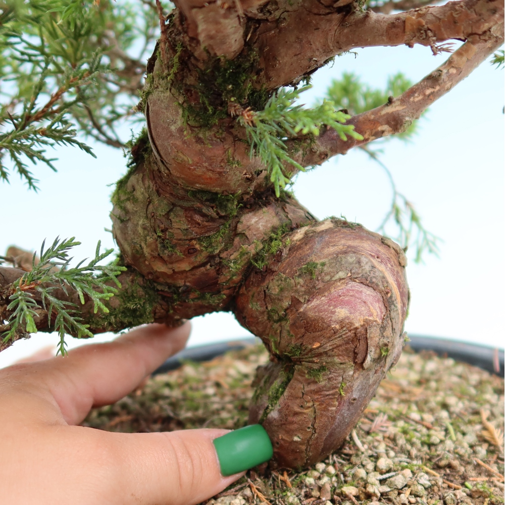 Vonkajší bonsai – Juniperus chinensis Itoigawa – čínsky jalovec