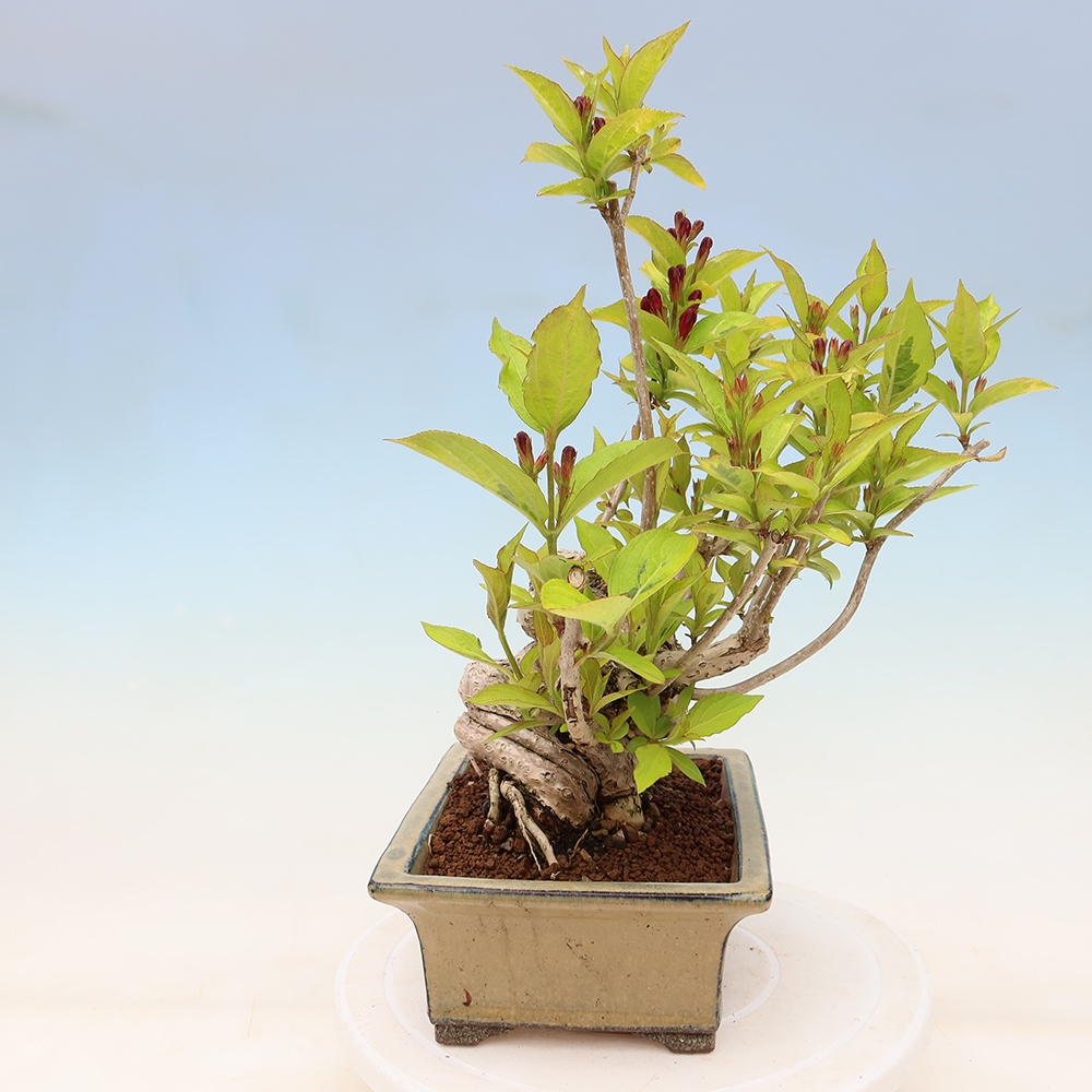 Vonkajší bonsai – Weigela subsessilis – vajgélia kórejská