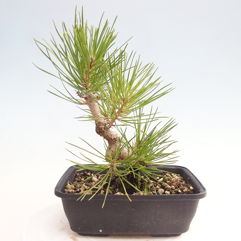 Vonkajšie bonsaje - Pinus thunbergii - borovica Thunbergova