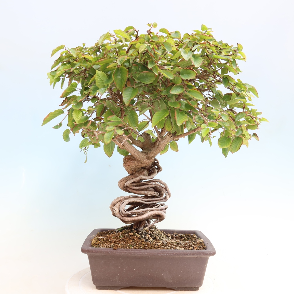 Vonkajšie bonsaje -Carpinus CARPINOIDES - Hrab kórejský