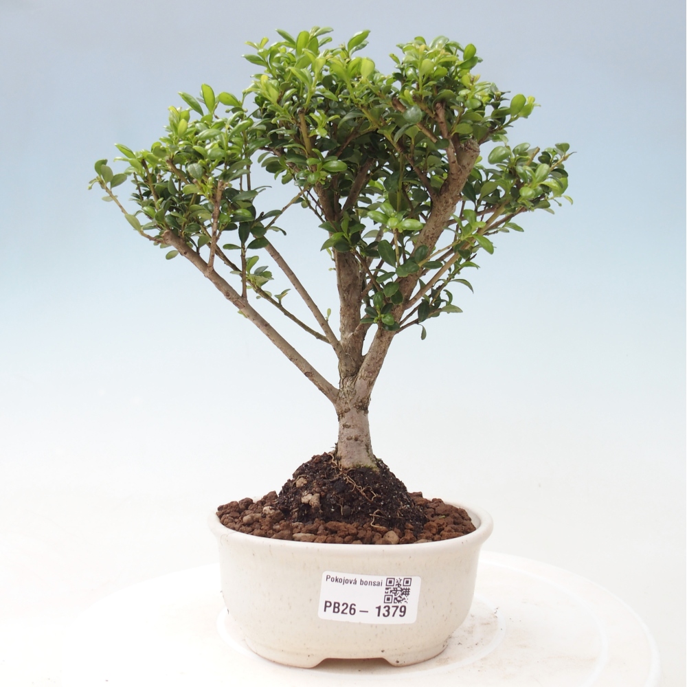 Izbový bonsaj - Ilex crenata - Cesmína