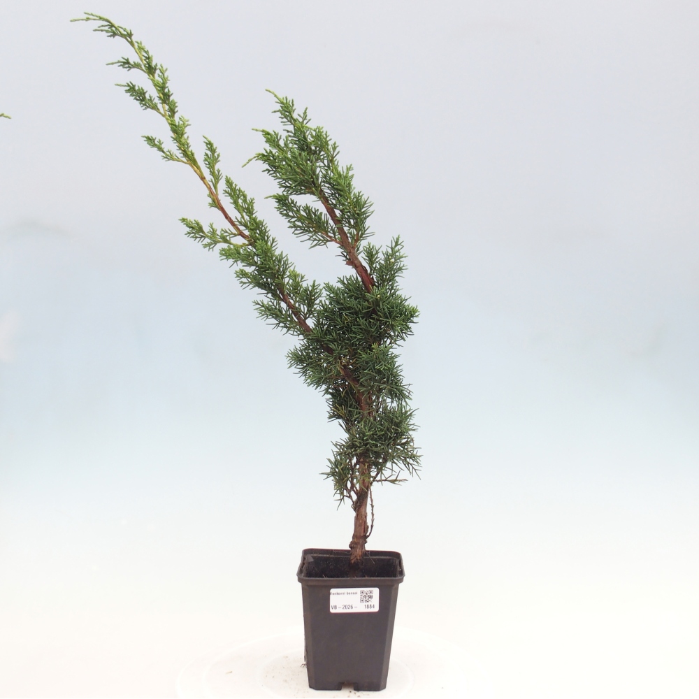 Vonkajší bonsaj - Juniperus chinensis Kishu